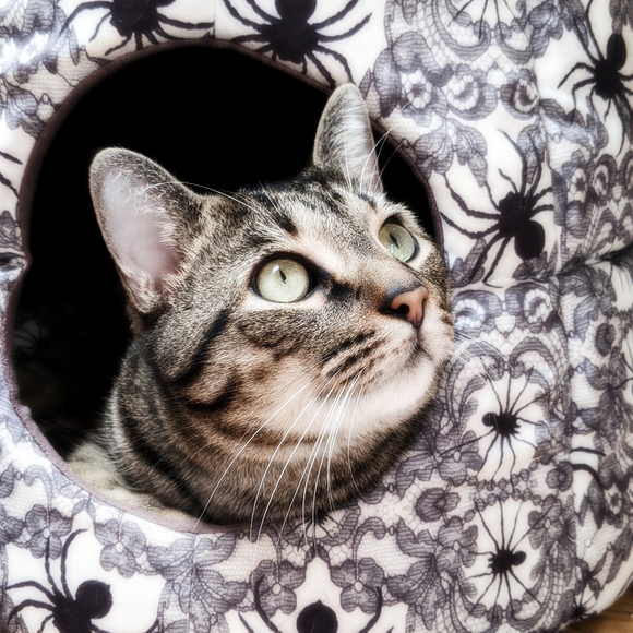 Meet your Posher, Debbie - Picture 1 of 1